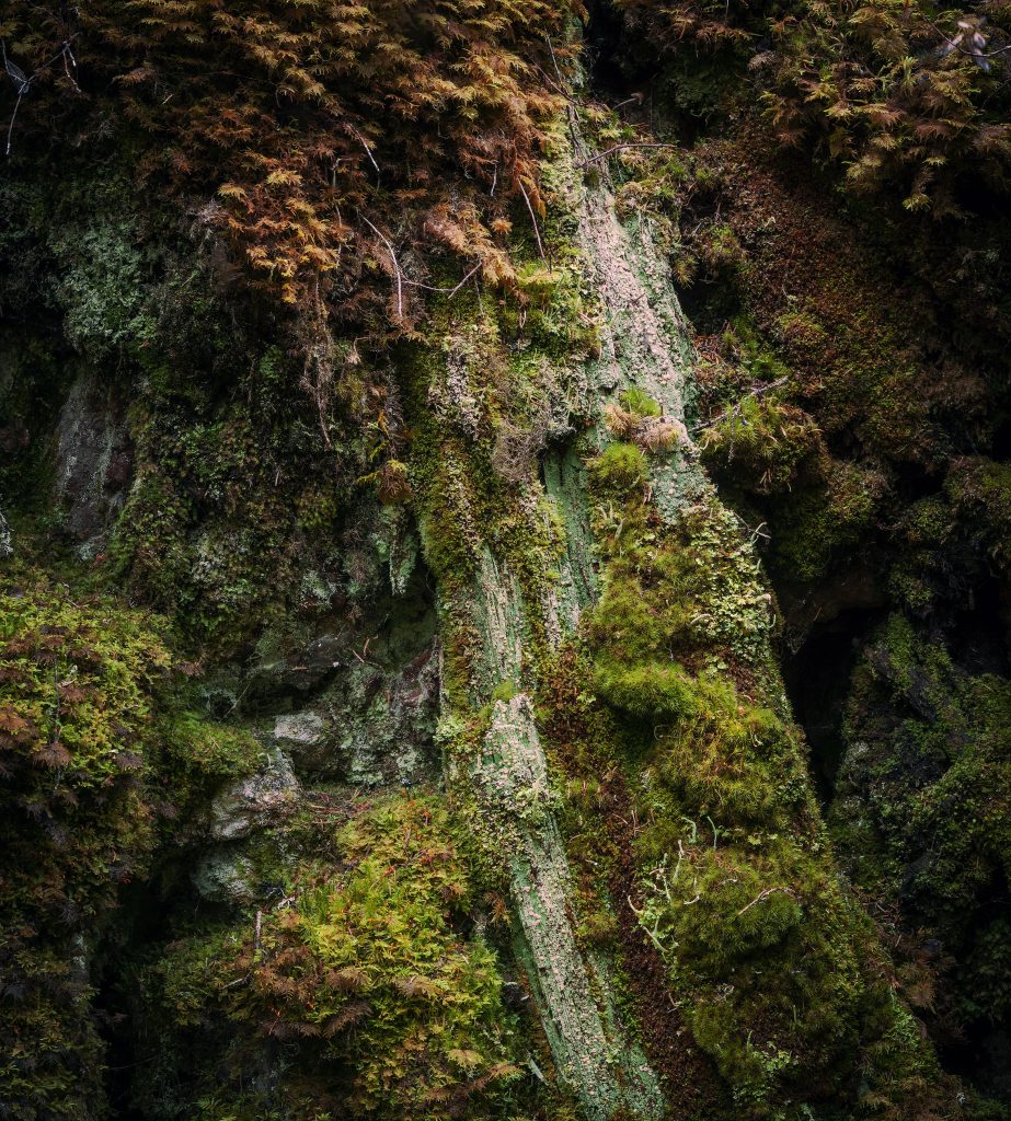 Lahopuun pinnalla kasvavia sammalia ja jäkäliä