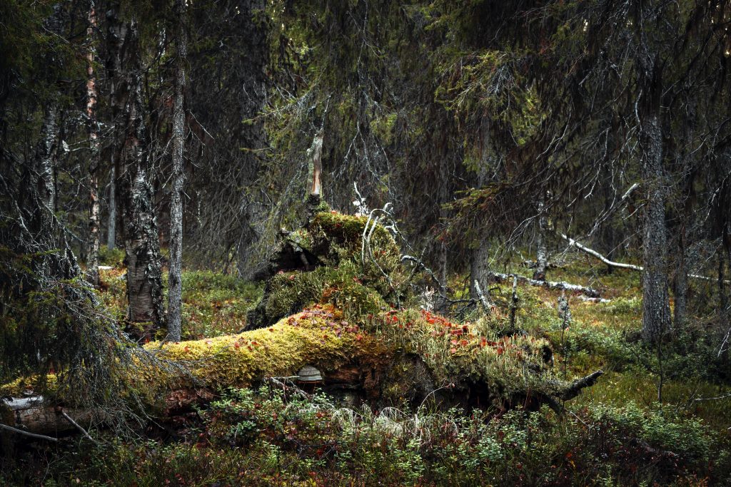 Suuri kuusimaapuun juurakko luonnonmetsässä